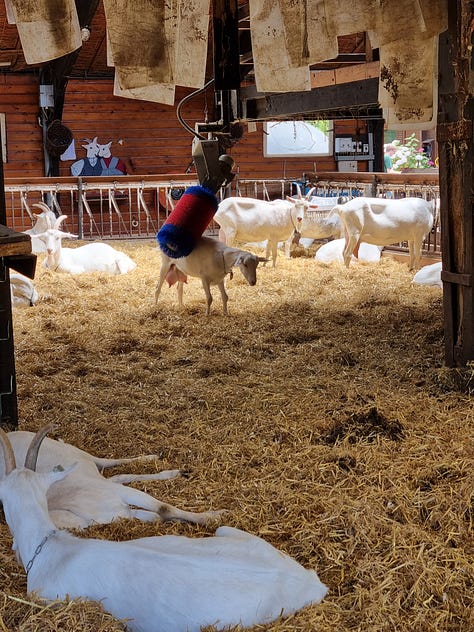 Photo 1: adult goats in pen with hay, one is enjoying being rubbed by an automated brush. Photo 2: five goat kids in an open grass pen, two are standing on a wooden bench. Photo 3: a path through a green forest with tall trees.