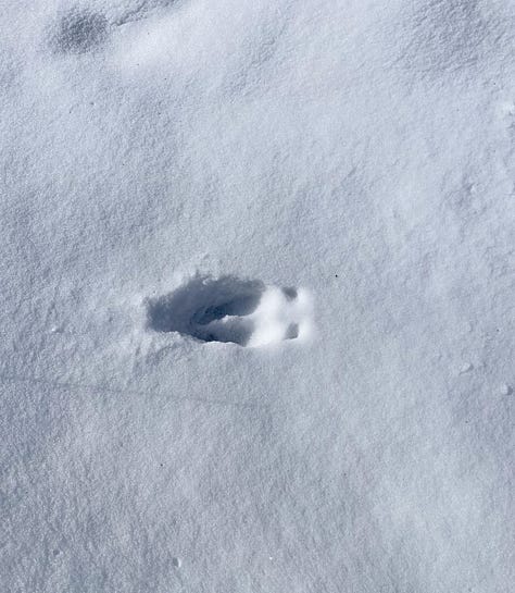 bird, squirrel and deer tracks in the snow