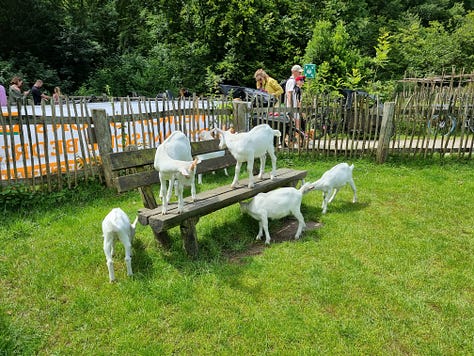 Photo 1: adult goats in pen with hay, one is enjoying being rubbed by an automated brush. Photo 2: five goat kids in an open grass pen, two are standing on a wooden bench. Photo 3: a path through a green forest with tall trees.