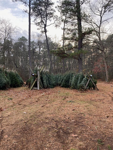 9 photos of Christmas trees (various firs) and mist-covered fields 