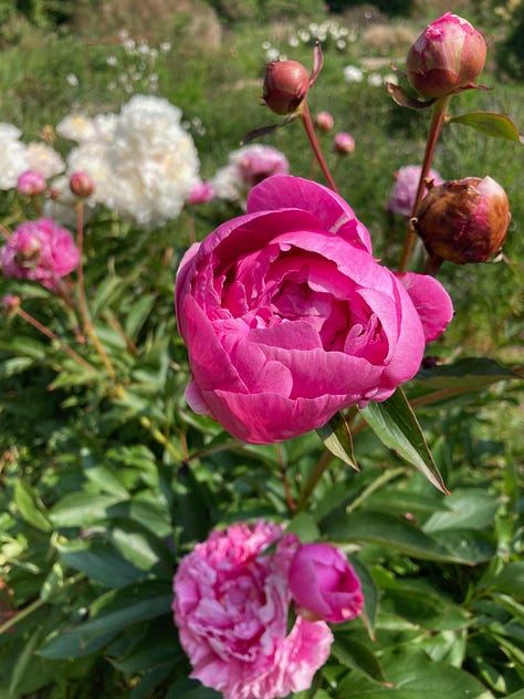 Flowers and garden landscape scenes at the Parterre farm in Dorset, England