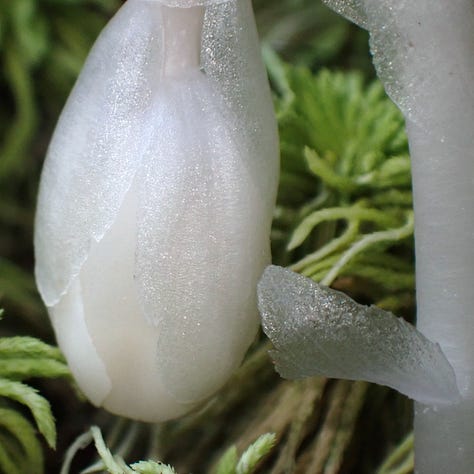 A series of three images shows a white Ghost Plant bud unfurling from a bed of moss.