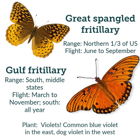 Images of 8 showy American butterflies, including monarch, with native host plant recommendations, with ranges and flight times