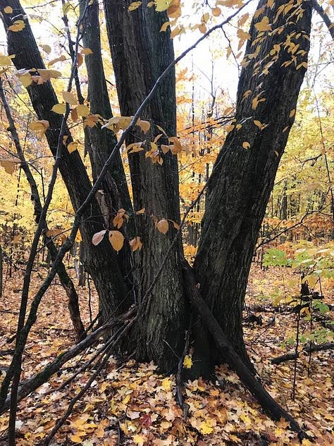 forest photos from Chelsea in the autumn