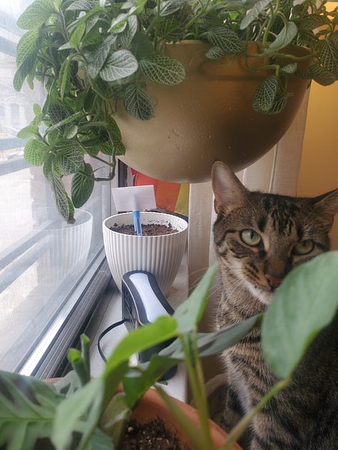 Top right hand corner, going clockwise, is Watson, a sneaky Tabby cat hiding among some plants in a window sill; then you have Jess, a white woman with glasses, holding a small house plant with yellow stripes on its leaves in her hands while another dangles in the window; next is Kim, an asian woman, holding another but larger tabby cat, Charlie, while sitting on a gray couch with plants covering the table in front of her, along with a laptop; next is Watson again, sitting in a pot; bottom-center you see more plants hanging from a window and two more plants flanking the sides of the window; and last many different plants, spiky, tall and leafy in a window sill overlooking a corner bodega.