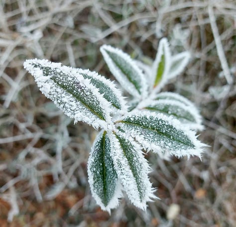 Nature impressions in the hoarfrost