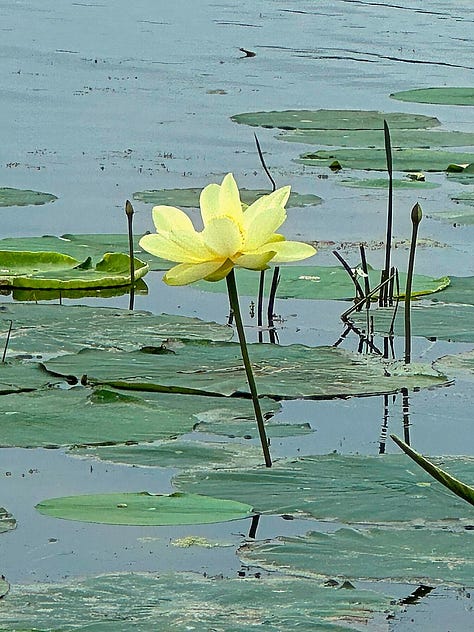 Three Images. The Buddha Amitabha, White Tara, and a lotus flower blooming on a lake in Wisconsin. Lotus photo by Vicki Simon.