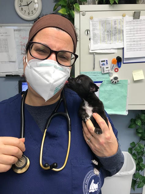 Photos of Michele Saletros, DVM at work as a veterinarian.