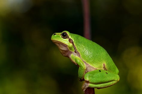 Frogs from around the world...