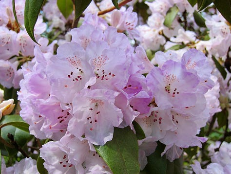 Blooming rhododendrons in whites, pinks, and lavender cream.