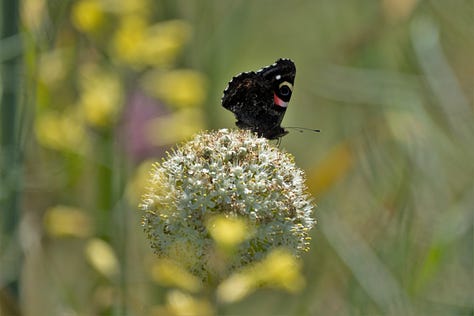 Three images of butterflies on a leek, yarrow, and dandelion flower. Butterflies are red and yellow admiral, and copper. Otago, New Zealand.