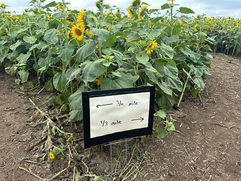 A trip through the flower patch in Akron, Iowa.