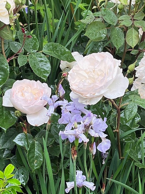 A selection of flowers that were on the Bridgerton Garden at Chelsea Flower Show