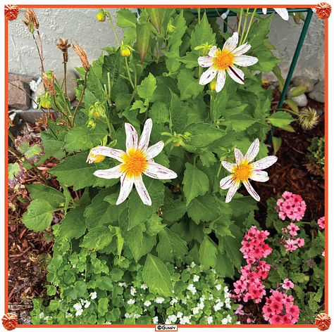 Photos of the planters and bird feeders in front of the apartment. Savory bread pudding. Hurricane season. India wins the T20 Cricket World Cup. 