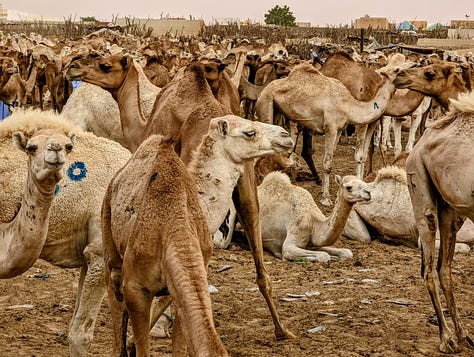 Mauritania camel market