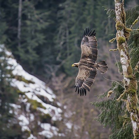 Eagles flying with motion blur, freeze frame, and long exposure effects in Midjourney