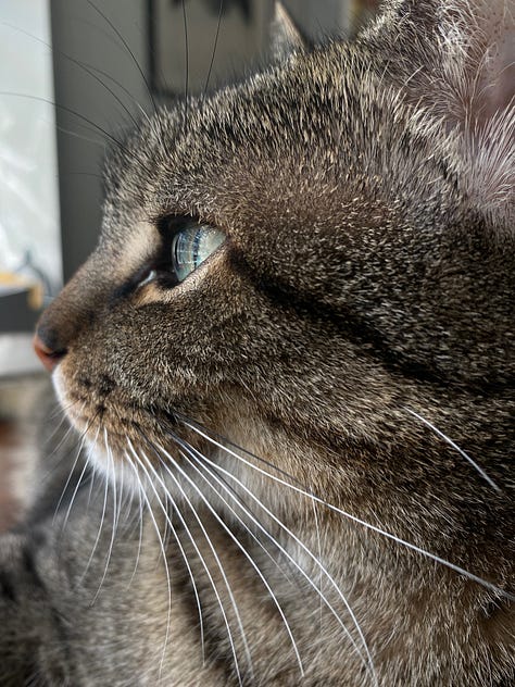 9 images of two different shorthair cats. Three of a domestic tabby named Dasher and six photos of a domestic shorthair white cat named Banjo