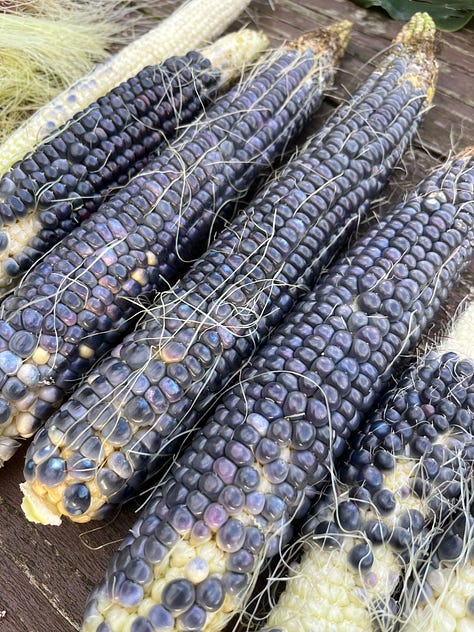 1. Hopi blue corn still on the stem being nibbled by caterpillars; 2. Holding a small underdeveloped blue corn cob, with husks saved for textile art experiments; 3. The iridescence of the Hopi blue corn cobs.