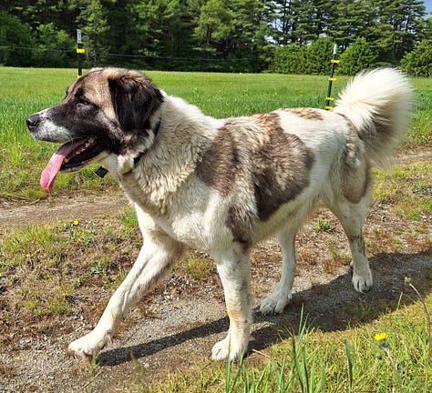 livestock guardian dog at work