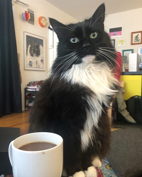 Some of my favorite photos of my long-haired tuxedo cat, Zadie