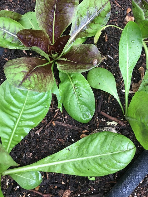 Backfilling spaces in beds with more lettuces (this is Rosa di Treviso chicory); a staff dog not used to cold temperatures in front of a campfire; moving woodchip.