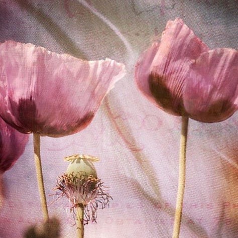 Pink poppies, geometry, skeletal drawing of pelvis