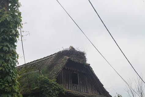 Pictures of crane nests on houses.