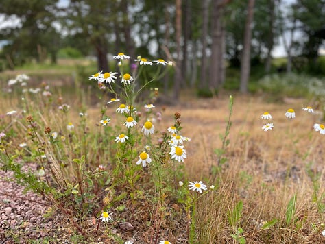 Six photos of wild flowers including yellow and white daisies, purple lavender, white blooms, yellow little sprays of wildflowers 