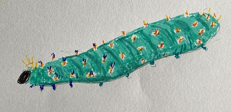 Felt pen drawings as described in caption. Very young caterpillar is brown with a yellow stripe and either yellow or brown spines, mature caterpillar is jade green with orange/ yellow and blue spines, moth is light brown with reddish bands and eye spots, mature is 