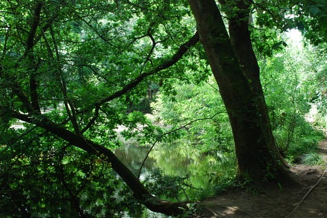 The C.S. Lewis nature reserve: 8 magical acres just behind the Kilns that helped to inspire Narnia.