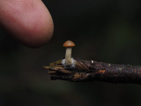 Galerina sp. / Moss Bells
