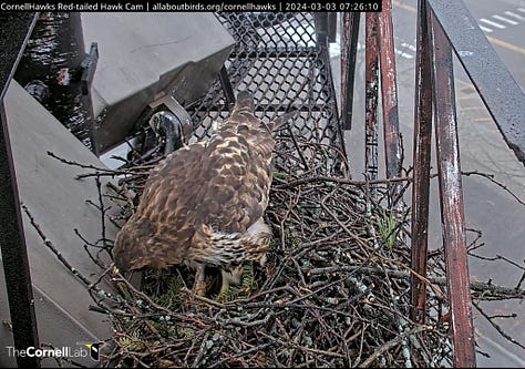 female Red-tailed hawk nest building
