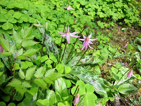 Closeup and overview series of shooting stars, pink dogtooth violet, fritallaria, primrose...perfection!