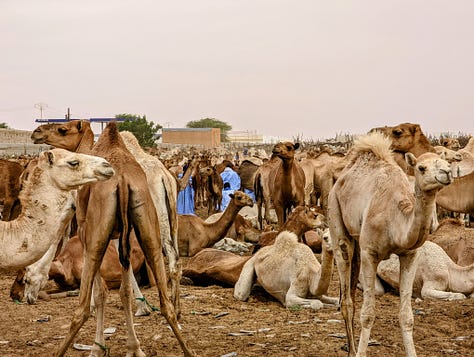 Mauritania camel market