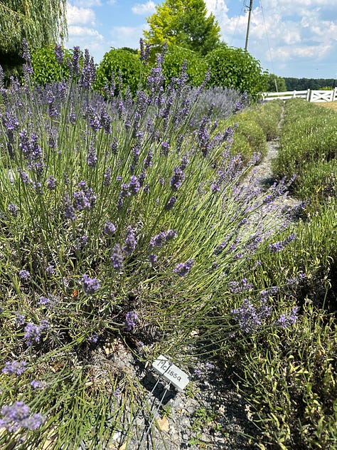 Lavender plants and Cass smiling