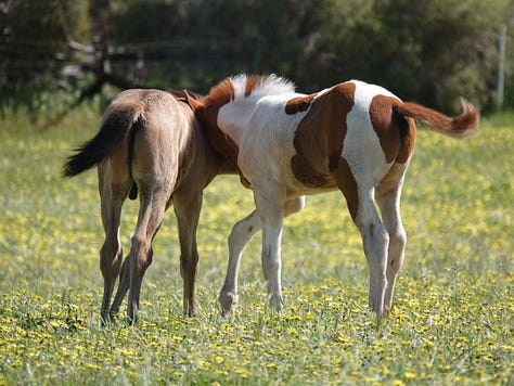 These great photos were taken by Teresa Thomson Jack. Great time-wasting watching foals.