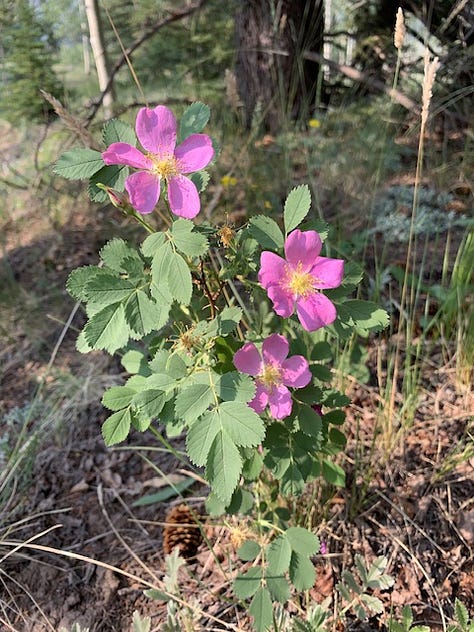 Photos of native New Mexico wildflowers and a collaged sketchbook page.