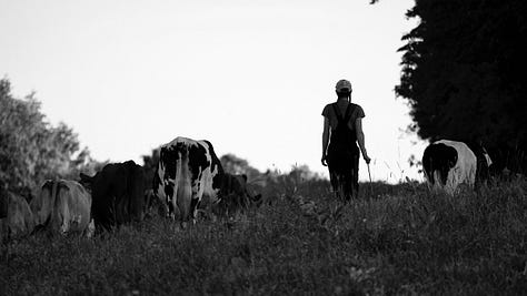 A gallery of photos of wiry woman farmer walking with her cows, bending over to pick something up as they enter the woods, coming into the barn, helping into the milking parlor, a sideshot of the farmer, her hand on one of the cows, sitting down to milk... all black and white