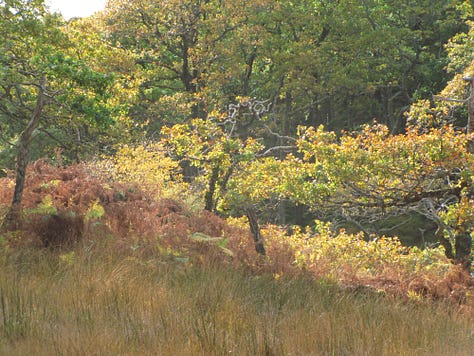 Images show the colours of the trees in Scotland, in Autumn. The birches are yellow, the oaks green and brown, the bracken is dying off and there is a faint mist rising from the damp, boggy ground in some of the photographs.