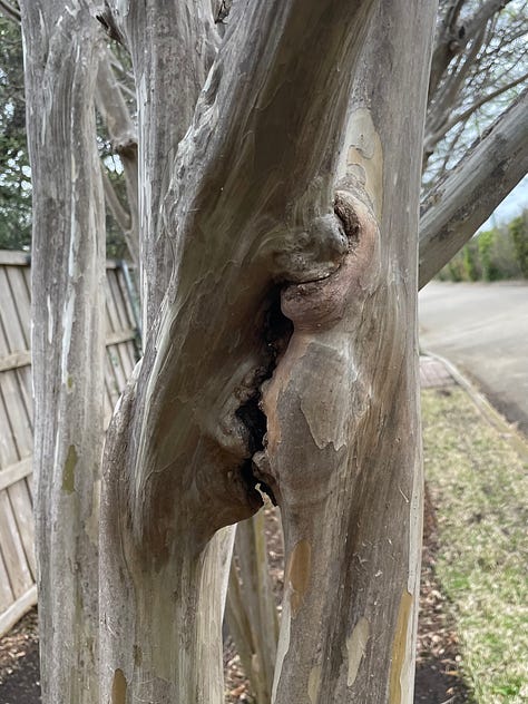 Six images showing different stages of inosculation in crepe myrtle trees. Some sections have fully fused, while others are nearly fused, and others will never fuse because the limbs grew apart before the cambium layers fused.