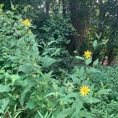 wildflowers on the Crabtree Creek Trail
