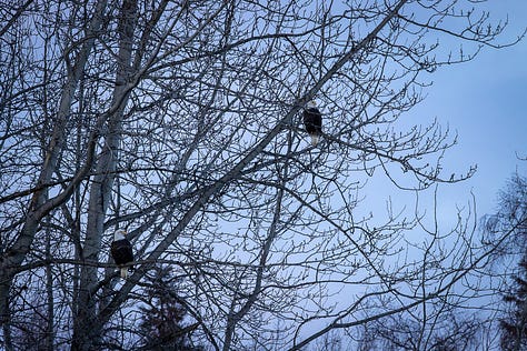 Eagles in trees