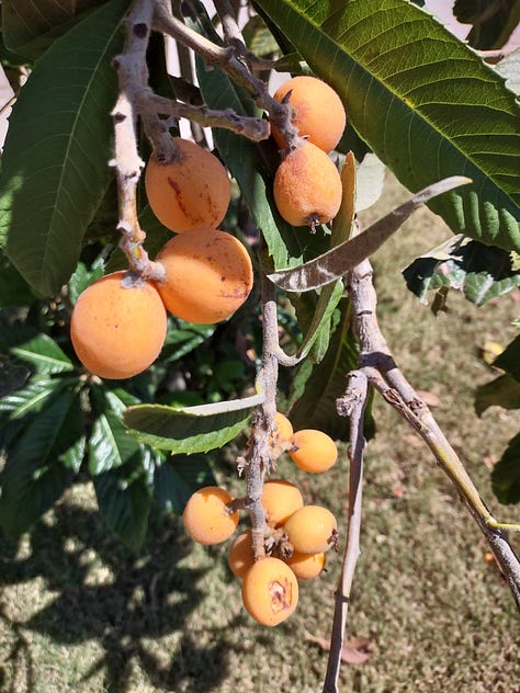 The process of making loquat jam, from fruit on the tree to jam in a jar