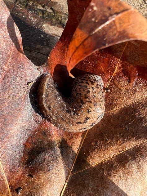 A leopard slug (Limax maximus), Tiger Worm / Red Worm (Eisenia fetida), and Wolf Spider (Pardosa amentata)