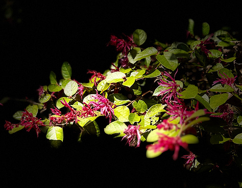 Three flowering ornamentals...