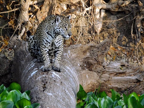 Pantanal jaguar