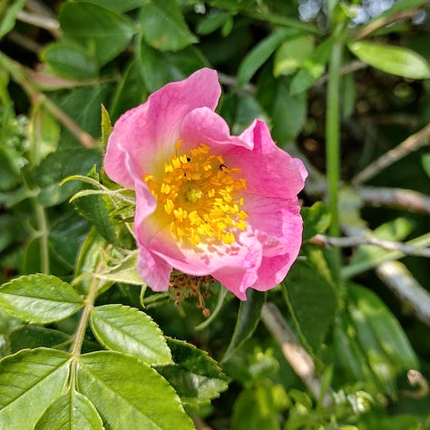 Image one is a bright pink wild rose with a yellow centre, 7nfulring in the morning su. 8mage two shows a bramble flower in close up, showing the thick growth of stamen in the centre of the flower. image three is another wild rose, this time paler pink and with dark stamen showing that the flower has been pollinated.