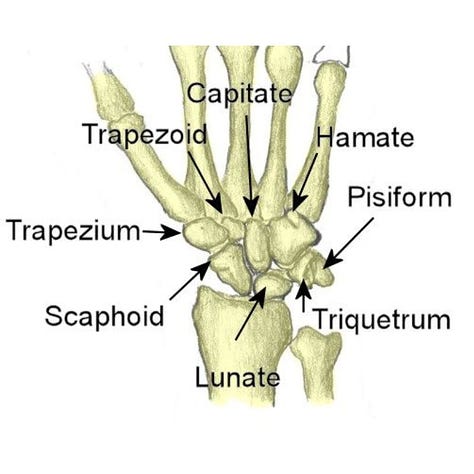 Hand and wrist bones