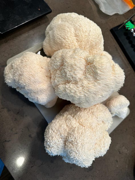 lion's mane in various stages of growth out of a bag