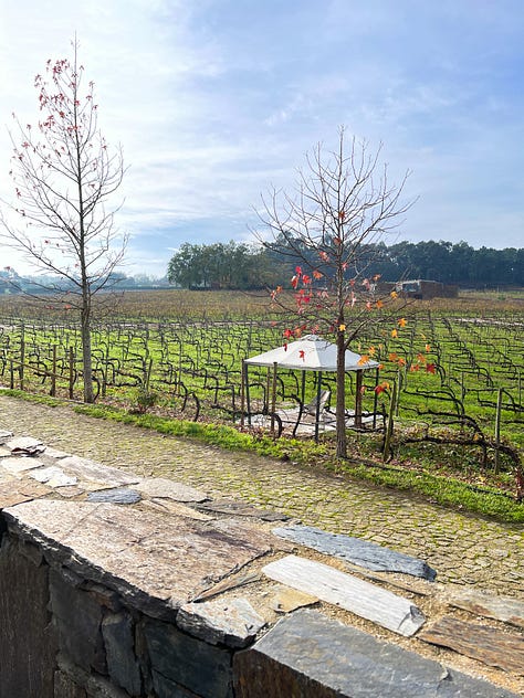 Dormant vines at Monverde Wine Hotel